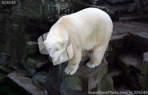 Image of Polar bear