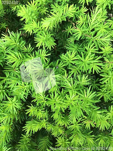 Image of Green leaves
