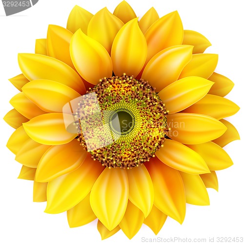 Image of Sunflower realistic illustration. EPS 10