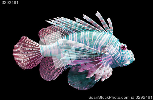 Image of Pterois volitans, Lionfish - Isolated on black