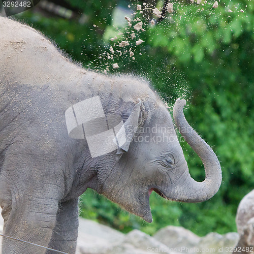 Image of Baby elephant playing