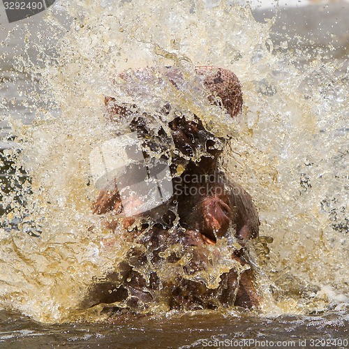 Image of Hippo (Hippopotamus amphibius) 