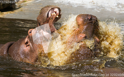 Image of Two fighting hippos (Hippopotamus amphibius)