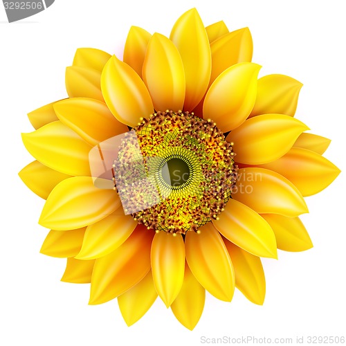 Image of Sunflower realistic illustration. EPS 10