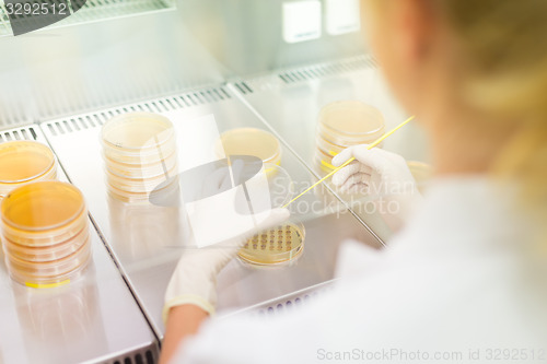 Image of Life science researcher grafting bacteria.