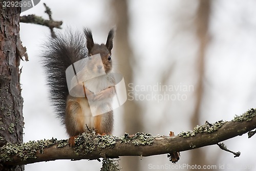 Image of squirrel in tree