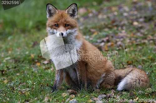 Image of fox lady