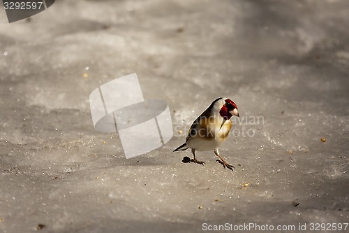 Image of goldfinch