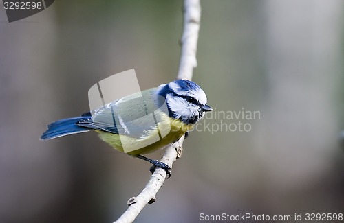 Image of blue tit