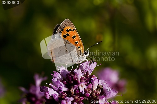 Image of common copper