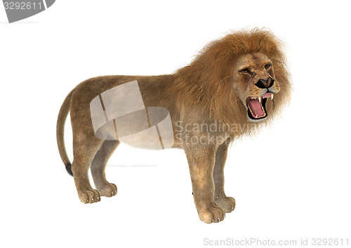 Image of Male Lion