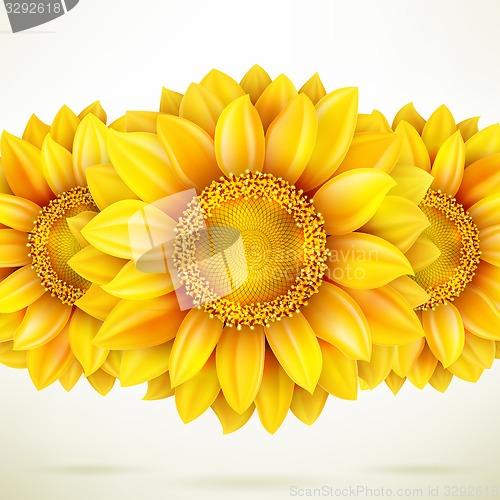 Image of Sunflower on white background. EPS 10