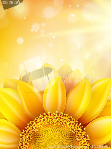 Image of Macro SunFlower Background. EPS 10