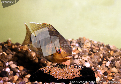 Image of Mary's cichlid female protecting eggs, Tilapia mariae