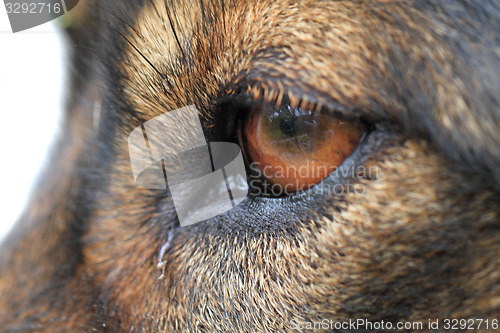 Image of dog eye detail