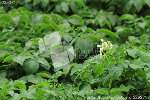 Image of potato plant background
