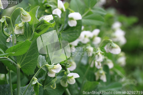 Image of pea plant with flowers background