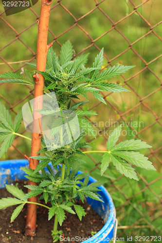 Image of marijuana plant