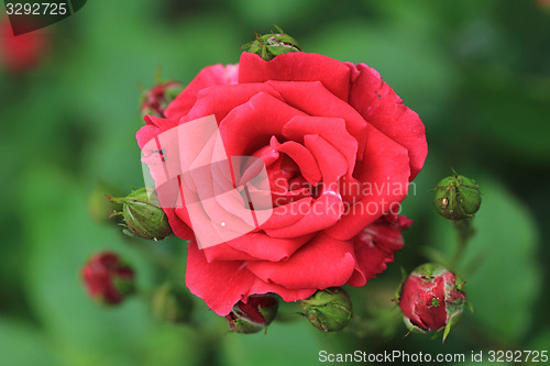 Image of red rose on the green background