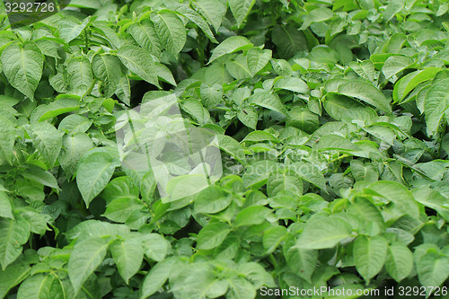 Image of potato plant background