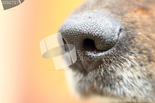Image of detail of dog nose
