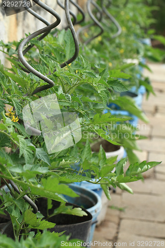 Image of tomato plant with flowers