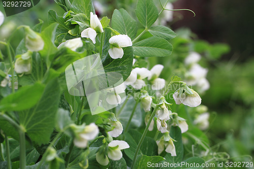 Image of pea plant with flowers background