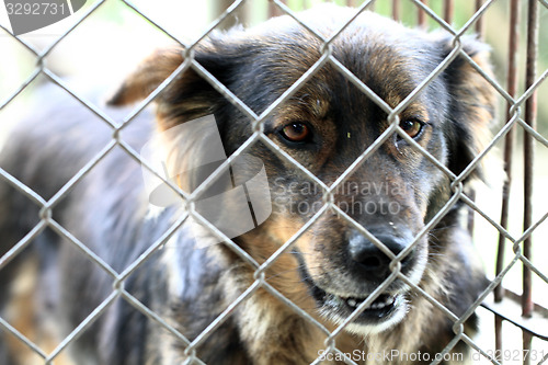 Image of dog in the cage 