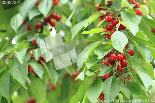 Image of cherries tree with fruits