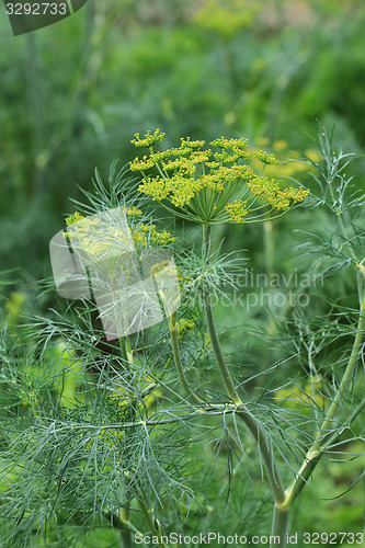 Image of dill plant and flower