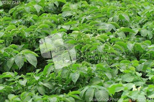 Image of potato plant background