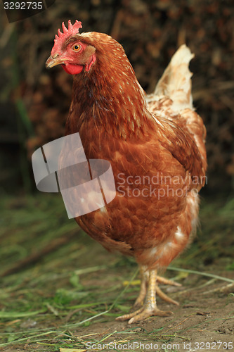 Image of red hen from small czech farm 