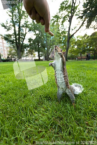 Image of Feeding Wild Squirrel a Peanut