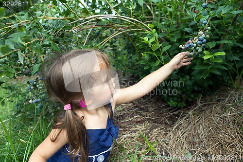 Image of Little Girl Picking Blueberries