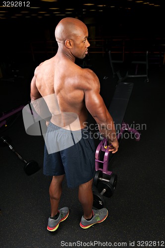 Image of Muscular Back Shoulders and Triceps