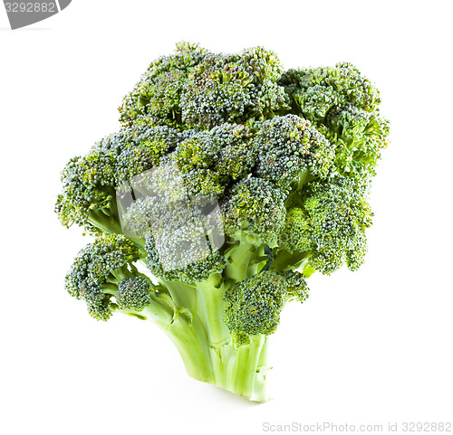 Image of ?urd. Broccoli closeup