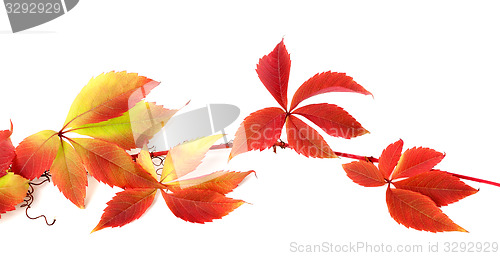 Image of Red autumn branch of grapes leaves 