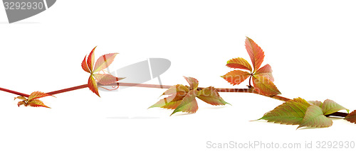 Image of Multicolor autumn twig of grapes leaves on white background