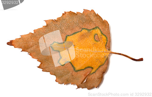 Image of Multicolor autumn birch leaf