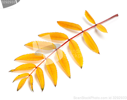 Image of Yellow autumn rowan leaves