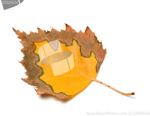 Image of Multicolor autumn leaf of birch on white background
