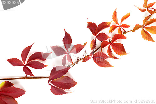 Image of Branch of autumn multicolor grapes leaves