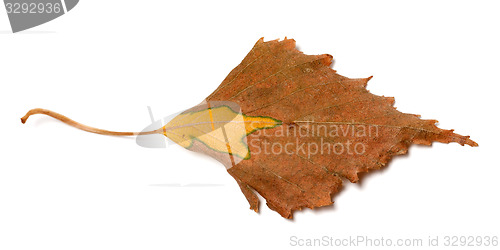 Image of Dry autumn leaf of birch