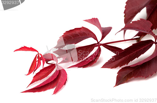 Image of Branch of dark red autumn grapes leaves (Parthenocissus quinquef