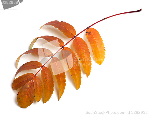 Image of Autumn rowan leaves