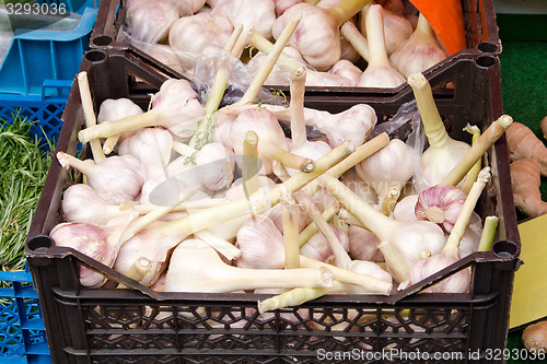 Image of Fresh garlic