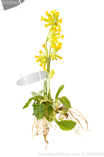 Image of Cowslips with roots