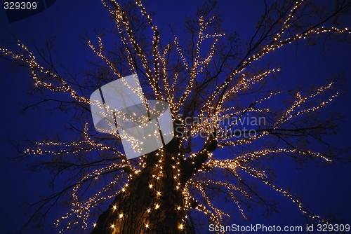 Image of The Startree