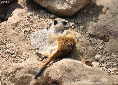 Image of Suricate (Suricata suricatta)