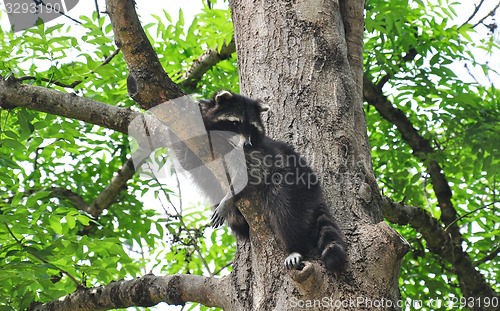 Image of Raccoon (Procyon lotor)